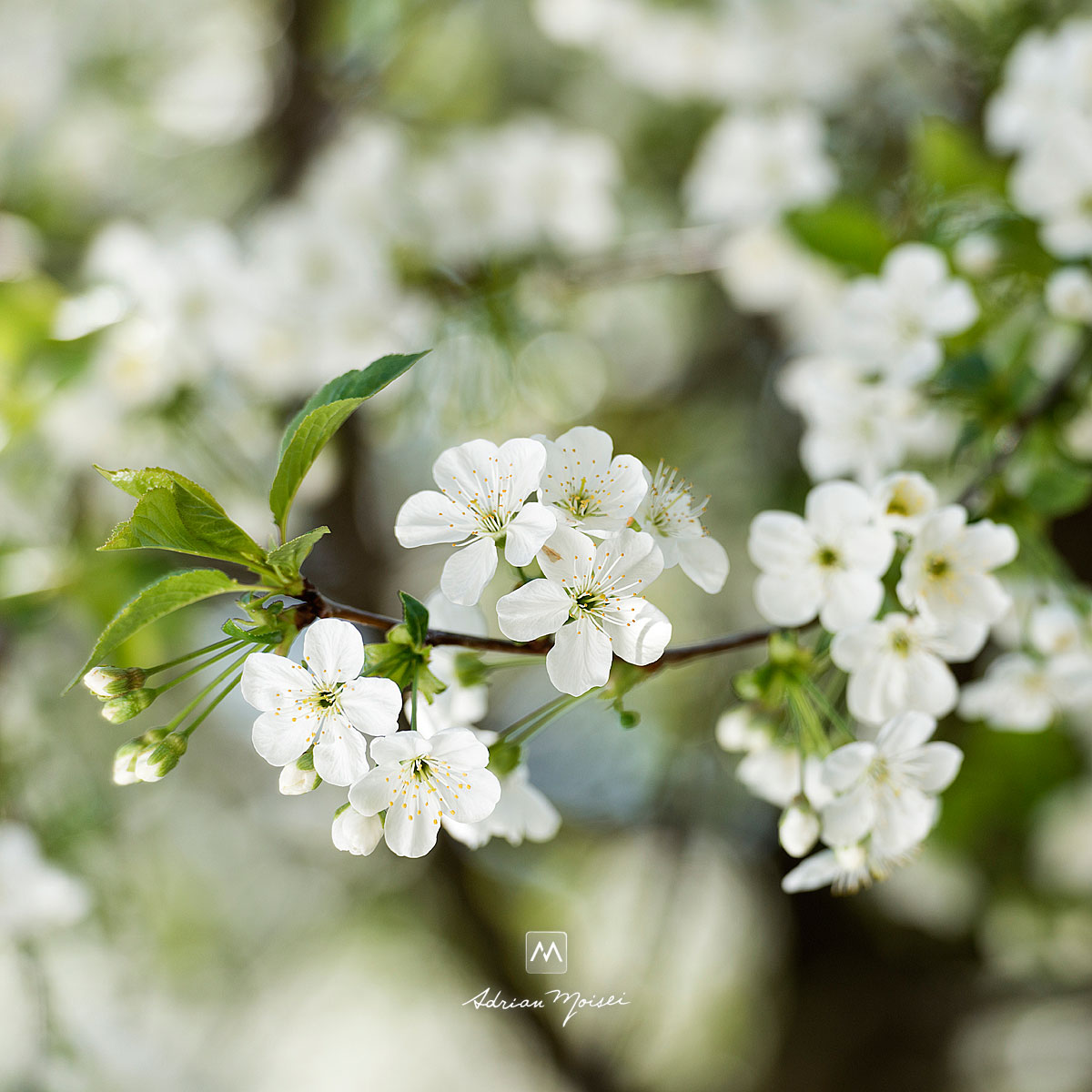 Fotografie cu flori de visin